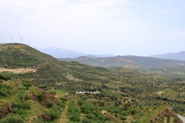 Olive plantations Crete ,Greece, Europe