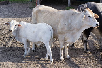 Bufalo family of big bull, white cow and cattle standing in zoo aviary yard