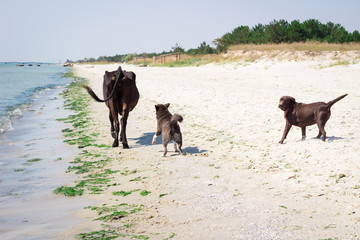 Domestic wild dogs running on sea beach chasing cow