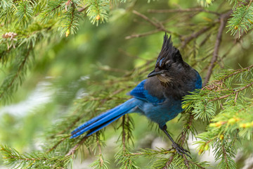 Steller's jay (Cyanocitta stelleri) perching on fir bough in Glacier National Park, British Columbia, Canada