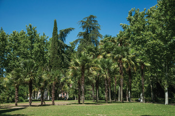 Fototapeta na wymiar Palm trees and lush vegetation in a leafy garden in Madrid