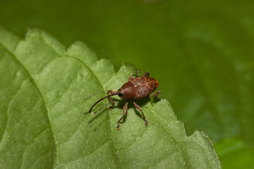 Käfer Haselnussbohrer