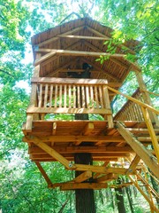 Treehouse in the forest