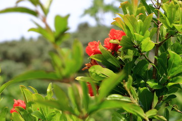 Obraz na płótnie Canvas red Punica granatum flowers on tree, pomegranate blossom in Crete in Greece