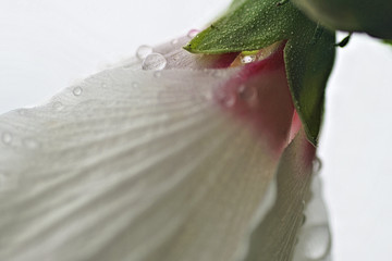 Moore, Oklahoma, United States macro abstract of Rose of Sharon blossom with early morning Spring...