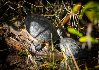 Obraz premium Mama turtle with her baby