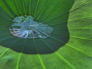      A pool of water (dew) on a lotus leaf                 