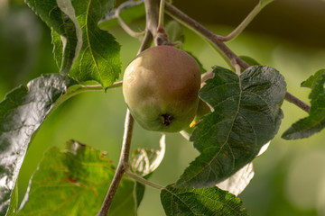Apfel am Baum