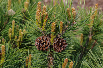 Zapfen und Blüten der Zwergkiefer, Pinus mugo