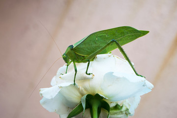 Katydid leaf bug on top of a white rose