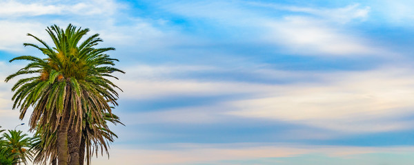Palm Trees and Sky Panoramic Photo