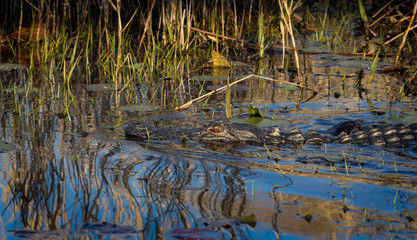 Alligator in water