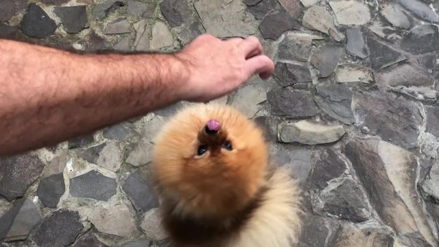 Sobaka "Pomeranskiy shpits". Malen'kaya pushistaya sobaka stoit na zadnikh lapakh, na fone kamennoy dorozhki vo dvore.  Sobaka "Pomeranskiy shpits". Malen'kaya pushistaya sobaka na fone kamennoy doroz