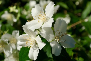 Three flowers - Philadelphus coronarius