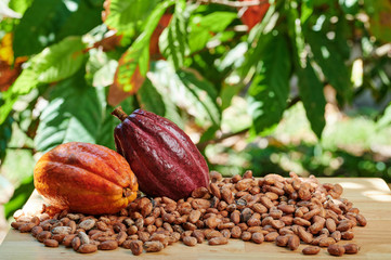 Colorful raw cacao fruits