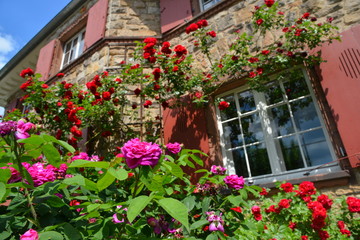Fototapeta na wymiar Dekorative Rosensträucher als Eingrünung an der Fassade einer älteren Sandstein-Villa
