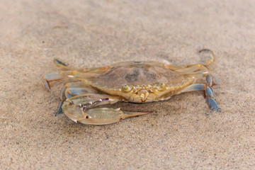 A crab in the sand of the beach, Indonesia
