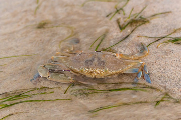 A crab in the sand of the beach, Indonesia