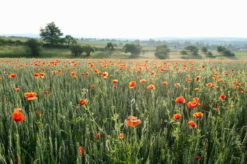 Field with green grain and red poppies
