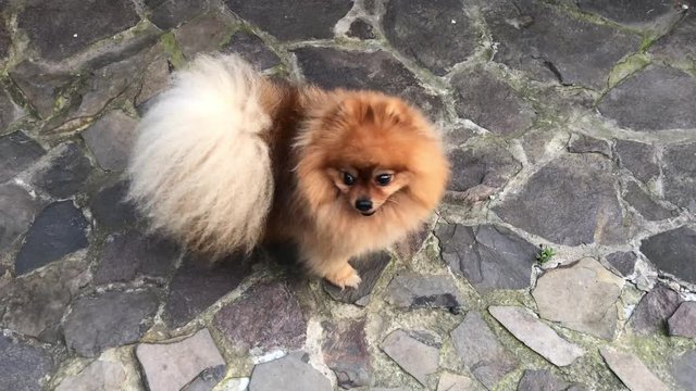 Dog "Pomeranian Spitz". Little fluffy dog ​​on the background of a stone walkway in the yard.