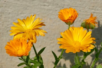 Four orange flowers of calendula / common marigold - Calendula officinalis