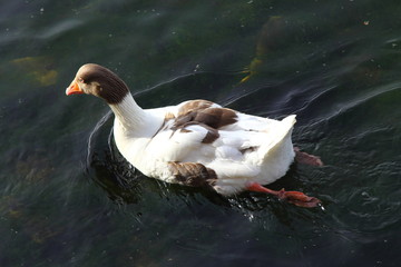 Birds and animals in wildlife. Amazing mallard duck swims in lake or river with blue water under sunlight landscape. Closeup perspective of funny duck.