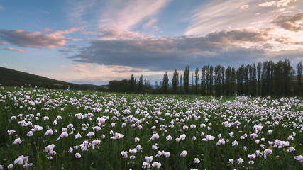 Opium poppy field in Treviño, Burgos,Spain