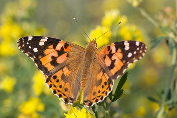close up of Painted Lady butterfly on yellow flower