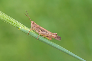 close up of grasshopper sitting on blade in grass