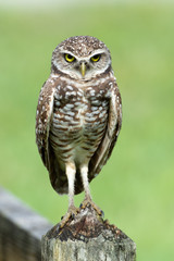 Brown burrowing owl with white spots, yellow eyes, and long legs is close up standing on a wood post against a blurred green and brown fence background.