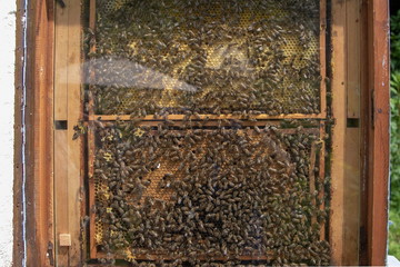 Bienenstock Schaukasten