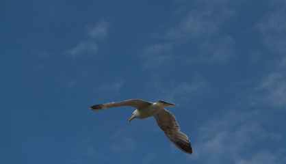 Single seagull flying away from the camera in a blue almost cloud free sky