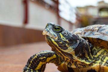 Trachemys scripta, Florida turtle animal.
