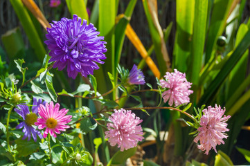 Purple and rose flowers green background.
