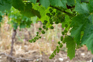 Young green unripe grape vines in vineyard close up