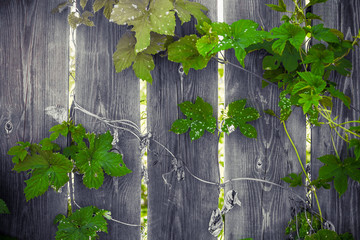 curly foliage entangles a wooden rural fence, and rays of light make their way through the cracks in the fence
