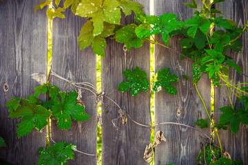 curly foliage entangles a wooden rural fence, and rays of light make their way through the cracks in the fence