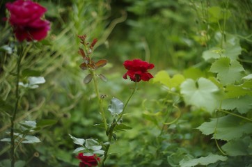red rose in garden
