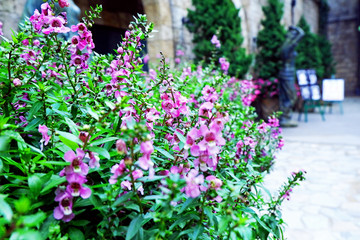 Fototapeta na wymiar Beautiful Lobelia blooming in front of the hotel castle small terrace - image