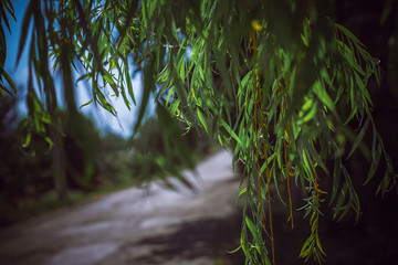 the foliage of the tree hangs in the street; there is a copy space on the photo