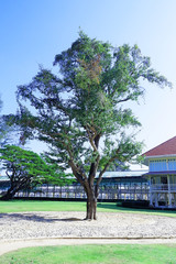 Tropical rain forests green trees in the field in Thailand Stock Photo
