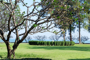 Tropical rain forests green trees in the field in Thailand Stock Photo