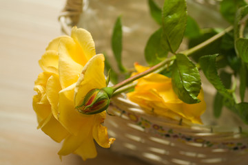 Freshly picked yellow roses in a basket