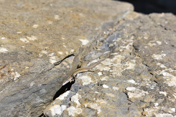 A lizard between the rocks on the way to the cove Aitzulo (Basque Country)