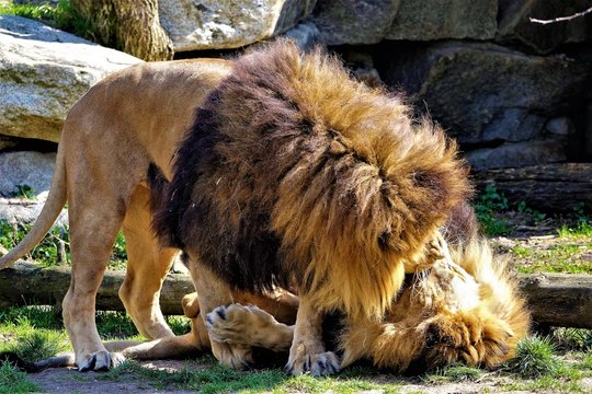 zärtliche Löwen