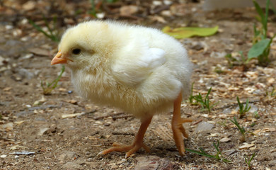 chick