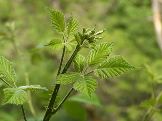 greenery and flowers