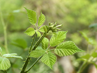 greenery and flowers