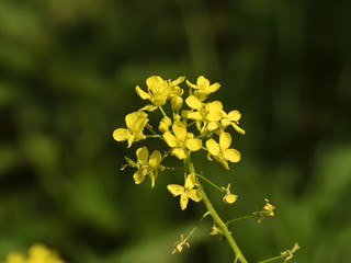 greenery and flowers