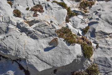 A beautiful butterfly in a rock on the way to the peak of the mountain Aloña (Basque Country)